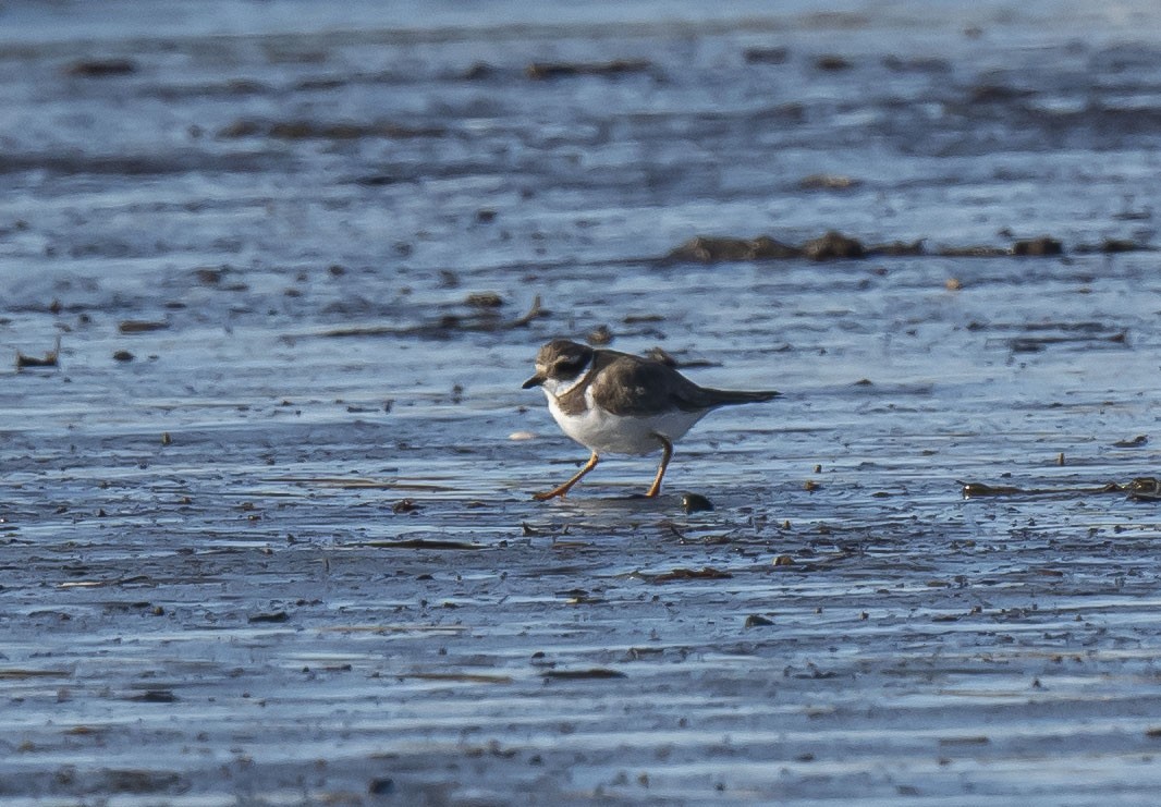 Common Ringed Plover - ML523365721