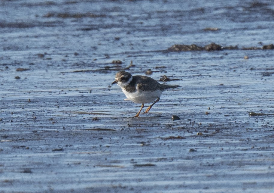 Common Ringed Plover - ML523365741