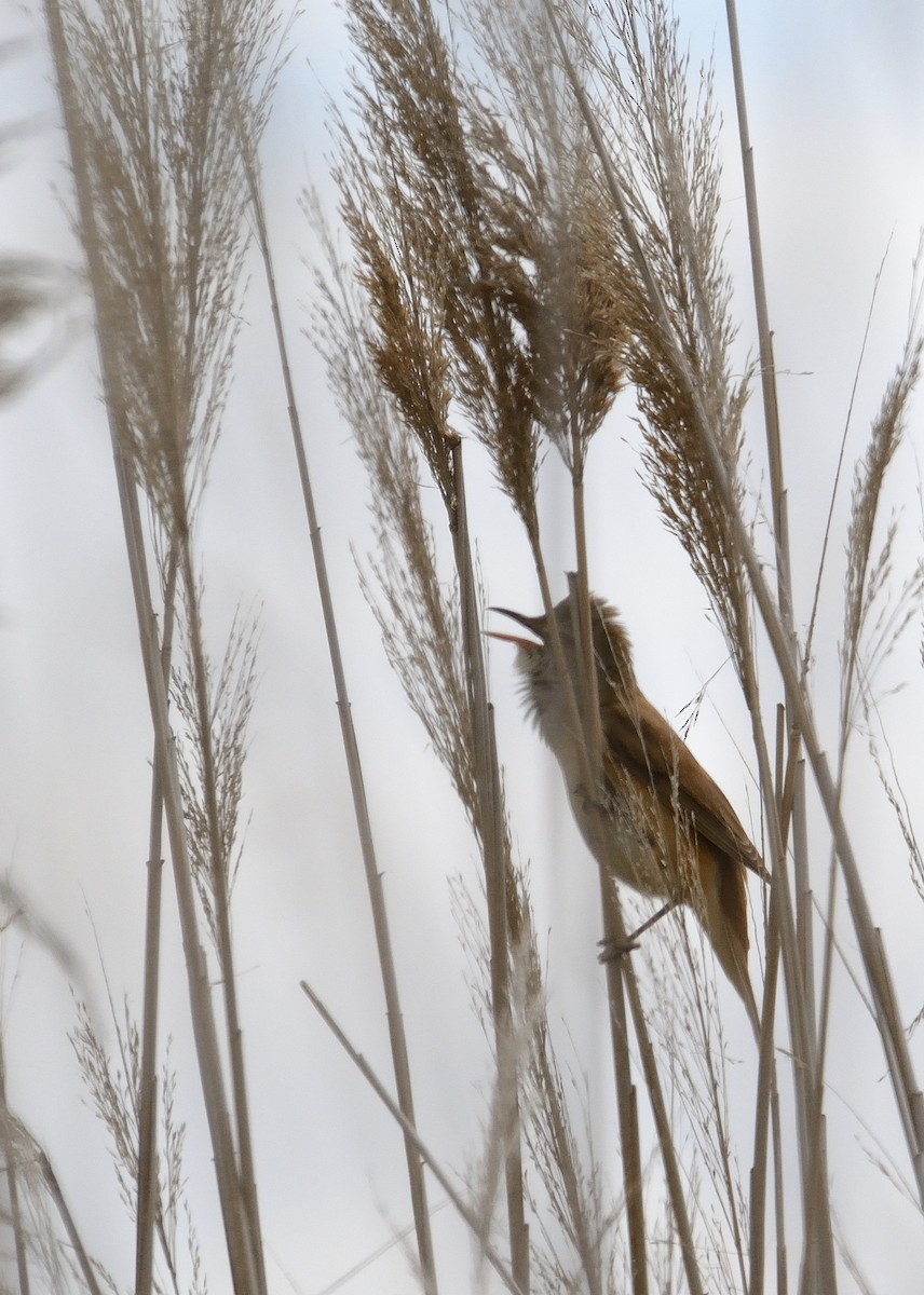 Great Reed Warbler - ML523366211