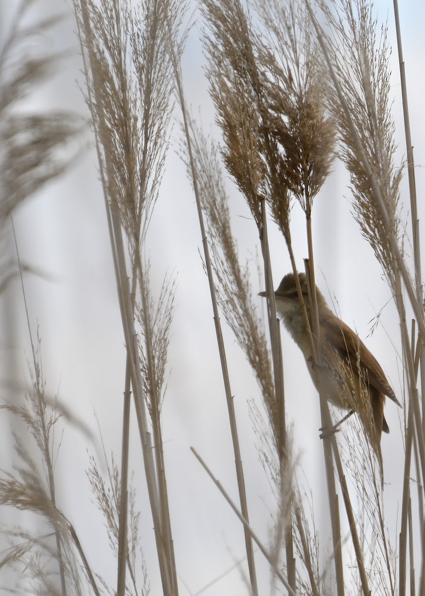 Great Reed Warbler - ML523366221