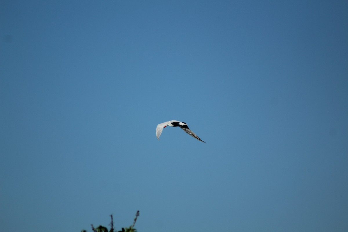 Caspian Tern - ML523368231