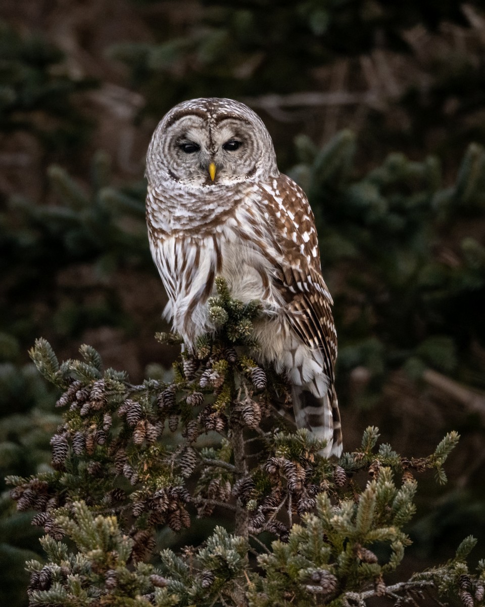 Barred Owl - ML523368641