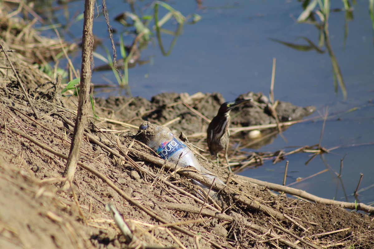 Green Heron - ML523368921