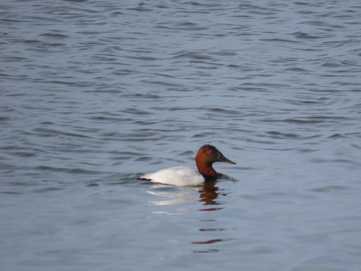 Canvasback - ML523369021