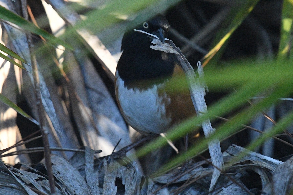 Eastern Towhee (White-eyed) - ML523369571