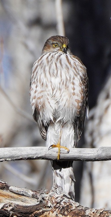 Sharp-shinned Hawk - Greg Mihalik