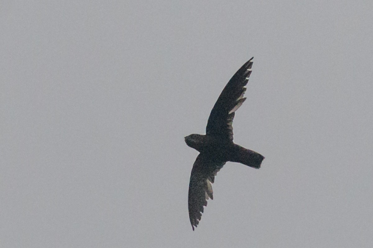 Short-tailed Nighthawk - ML523370021