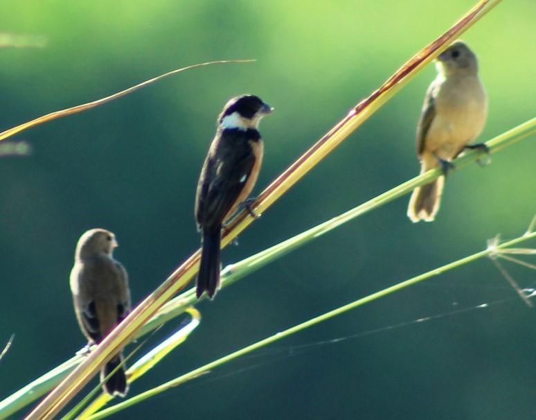 Cinnamon-rumped Seedeater - ML523370161