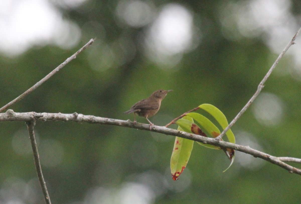 eBird Checklist - 15 Mar 2017 - Hun Nal Ye - 30 species