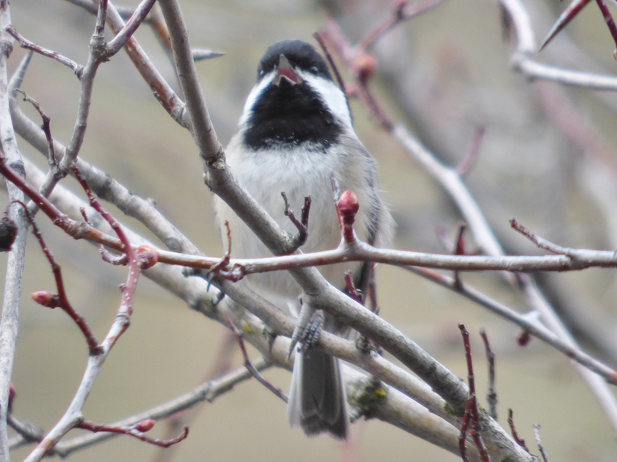 Black-capped Chickadee - ML52337071