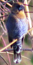 Varied Bunting - ML523370801