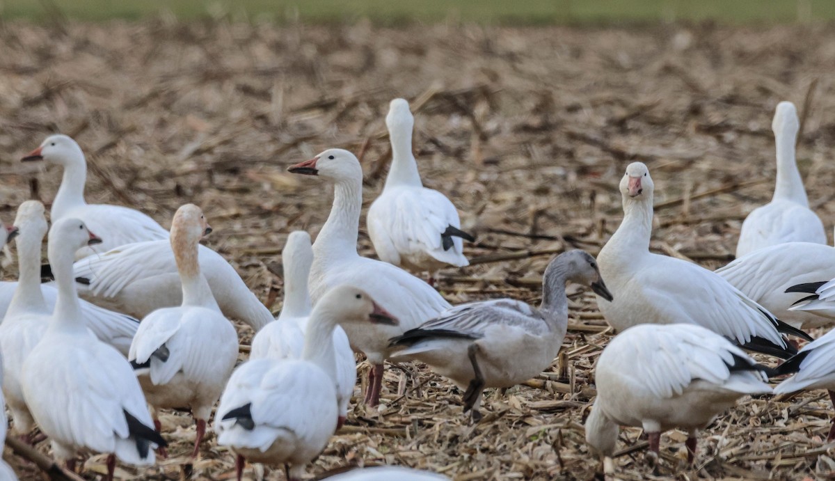 Snow Goose - ML523370831