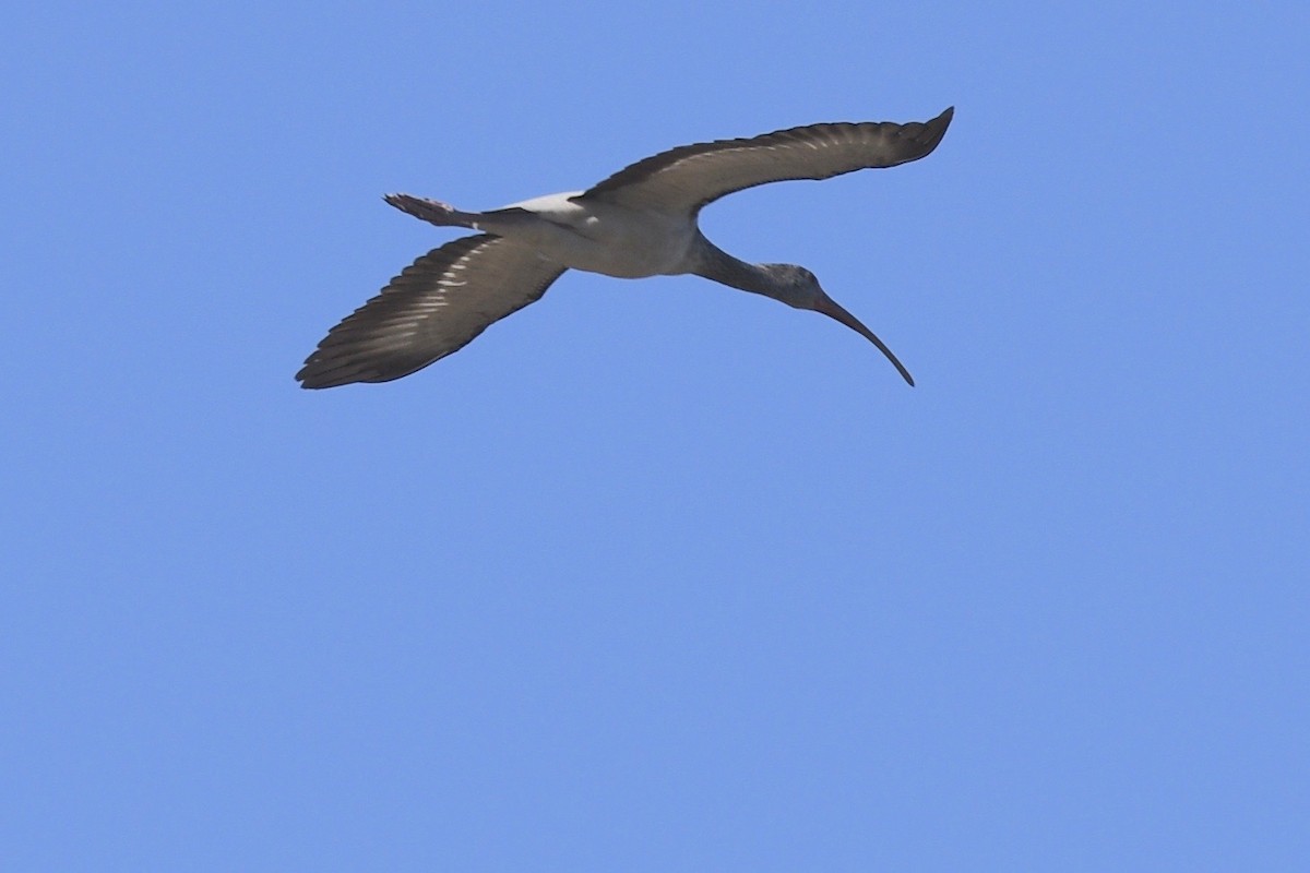 ibis bílý - ML523371211