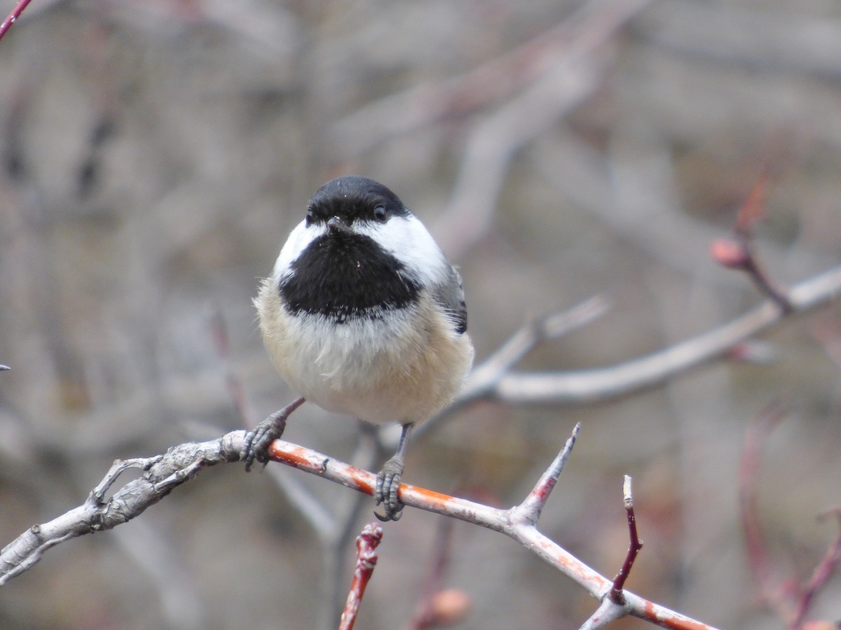 Black-capped Chickadee - ML52337171