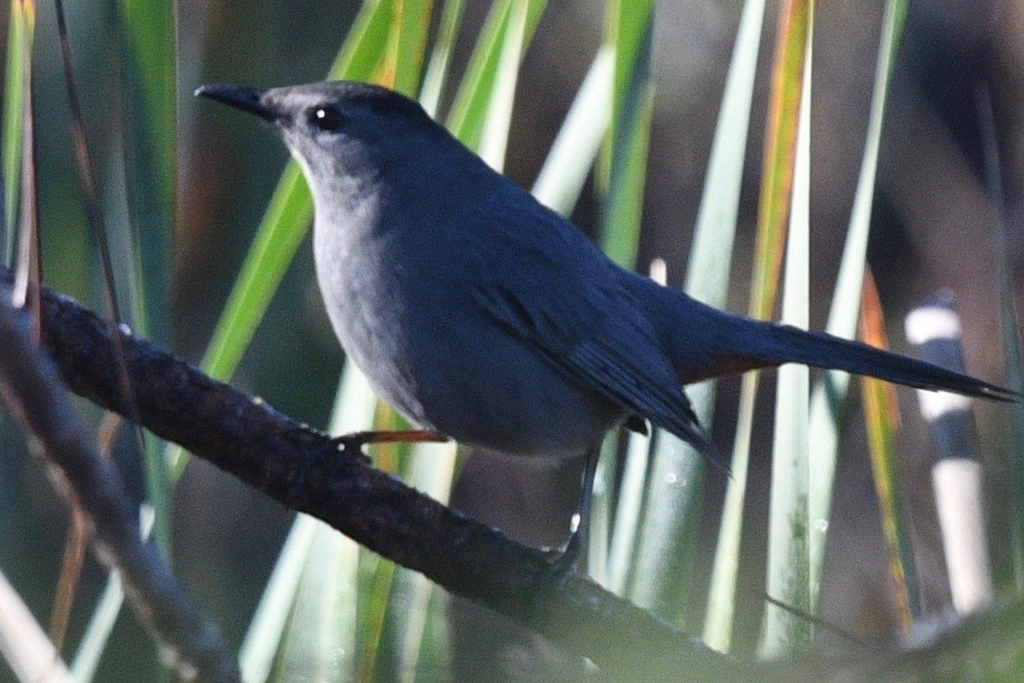 Pájaro Gato Gris - ML523372041