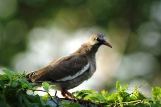 White-winged Dove - ML523372801