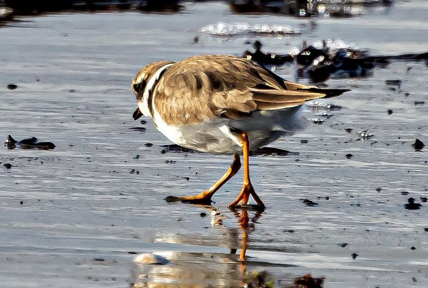 Common Ringed Plover - ML523373381