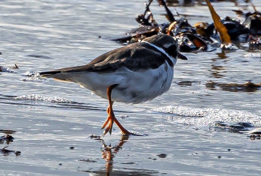 Common Ringed Plover - ML523373391