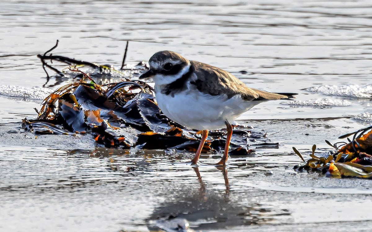 Common Ringed Plover - ML523373401