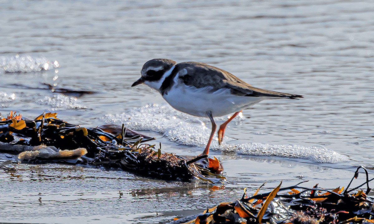 Common Ringed Plover - ML523373411