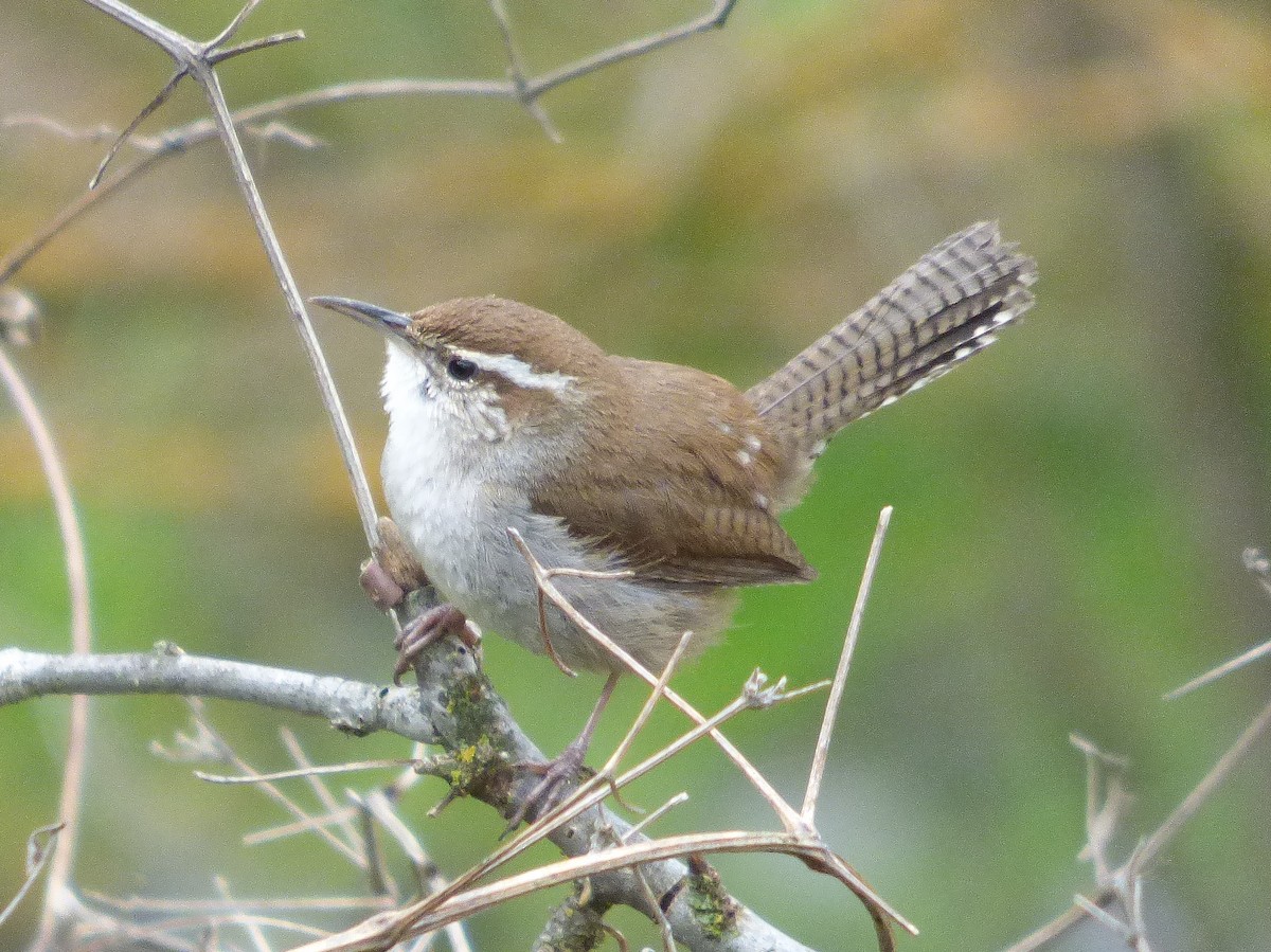 Bewick's Wren - ML52337351