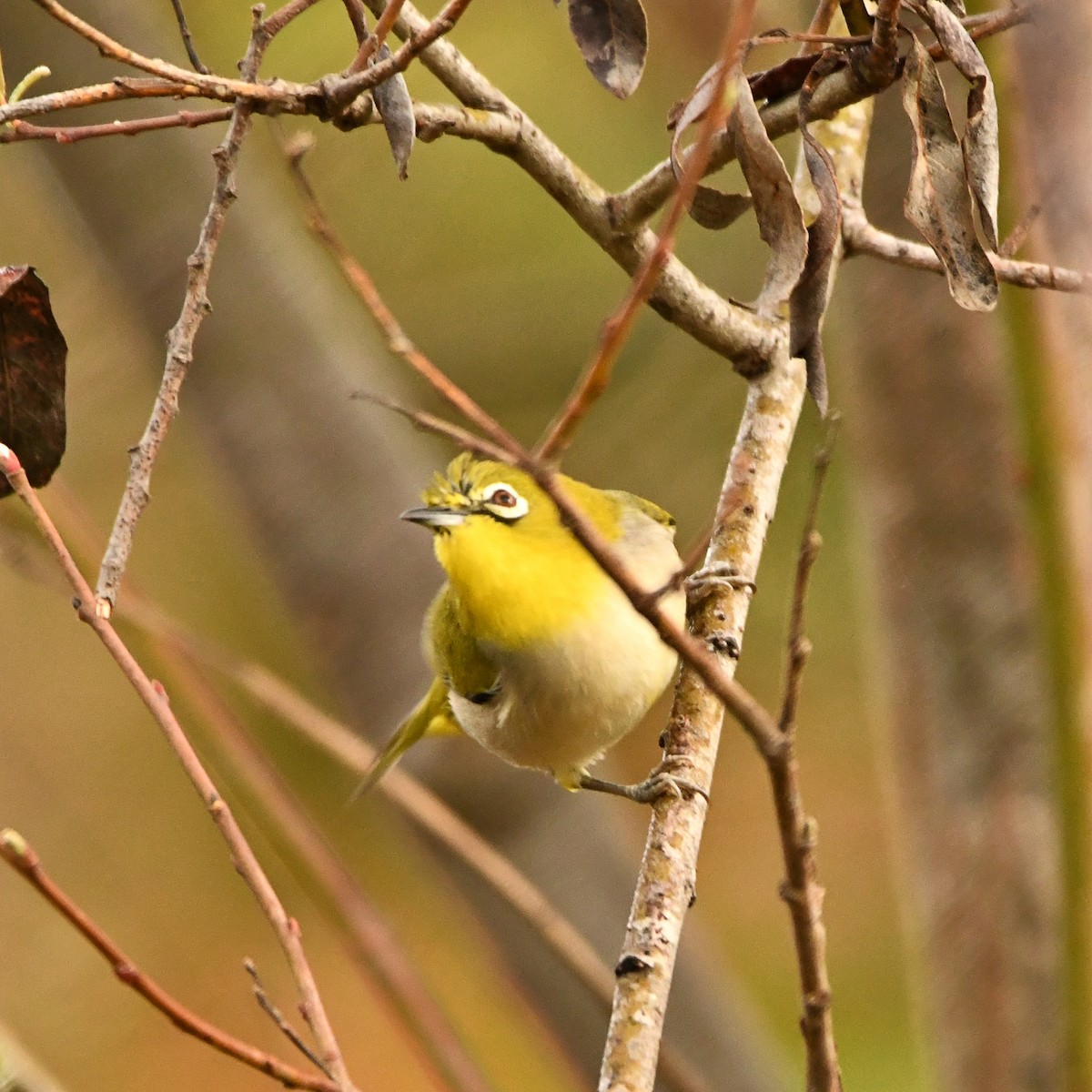 Swinhoe's White-eye - Doug Lithgow