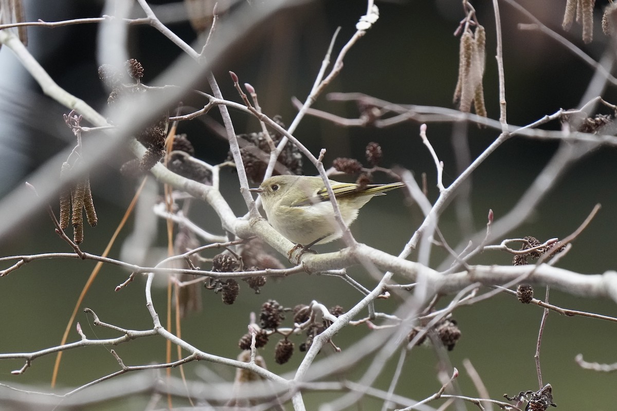 Ruby-crowned Kinglet - ML523373881
