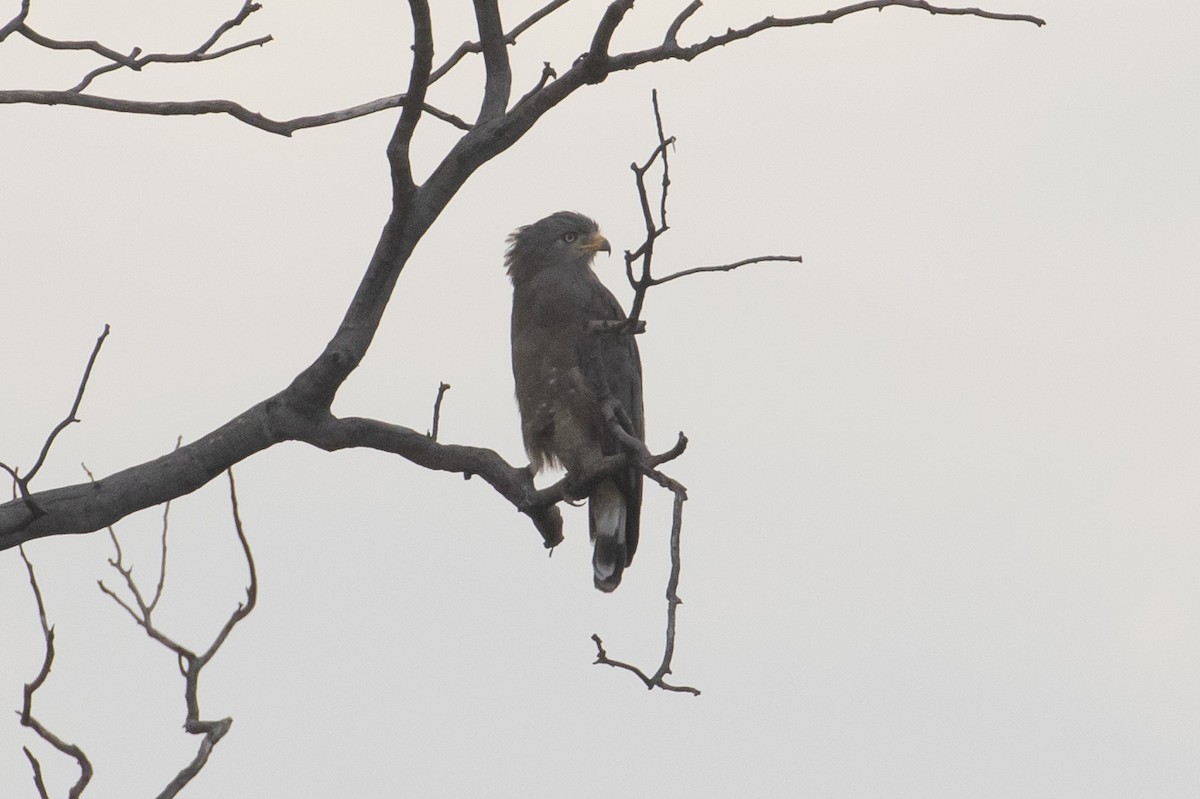 Banded Snake-Eagle - Michael Todd