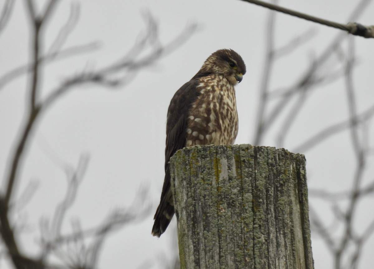 Merlin - ML523374441