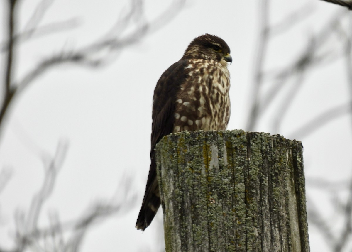 Merlin - ML523374451