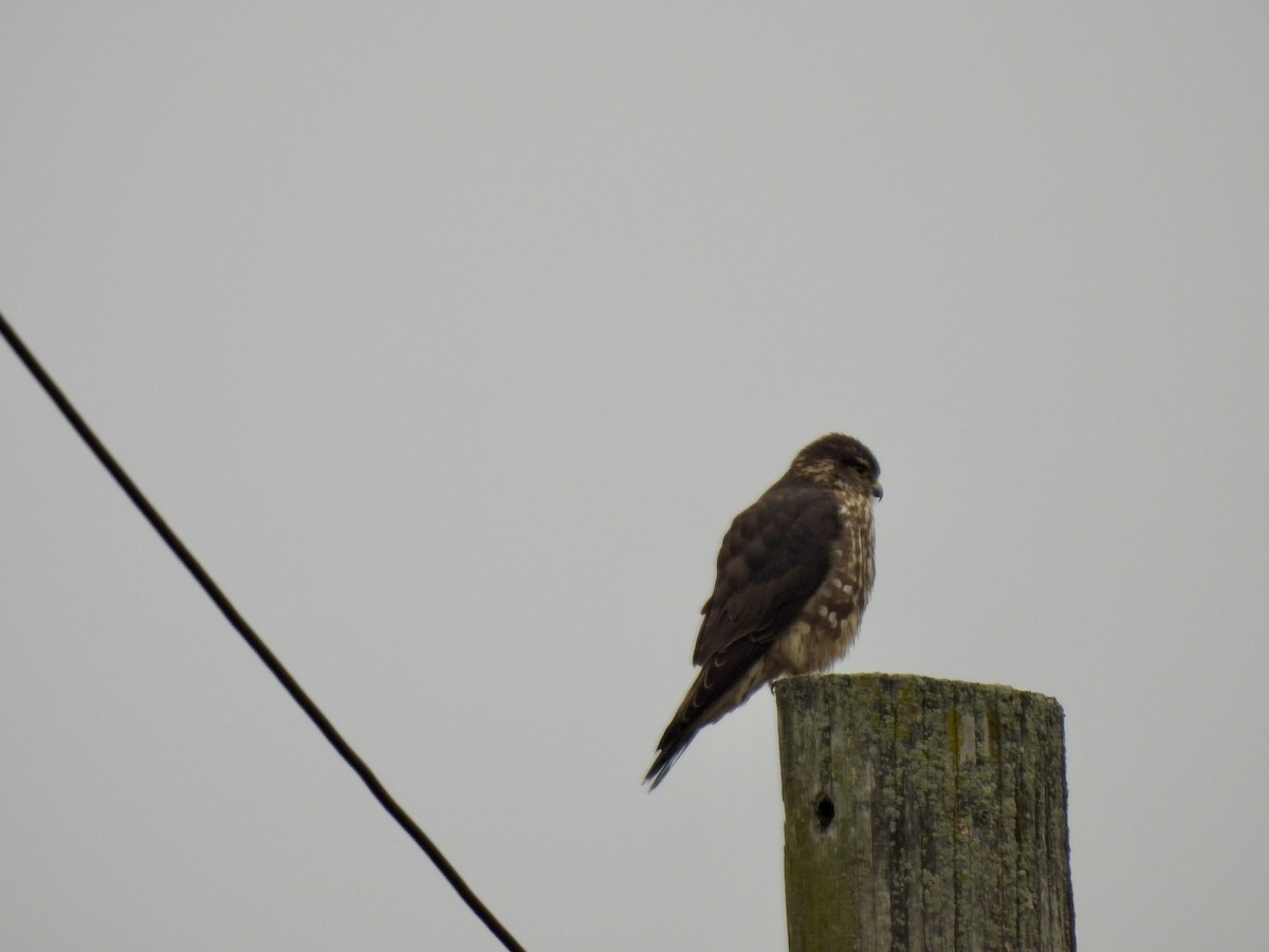 Merlin - ML523374461