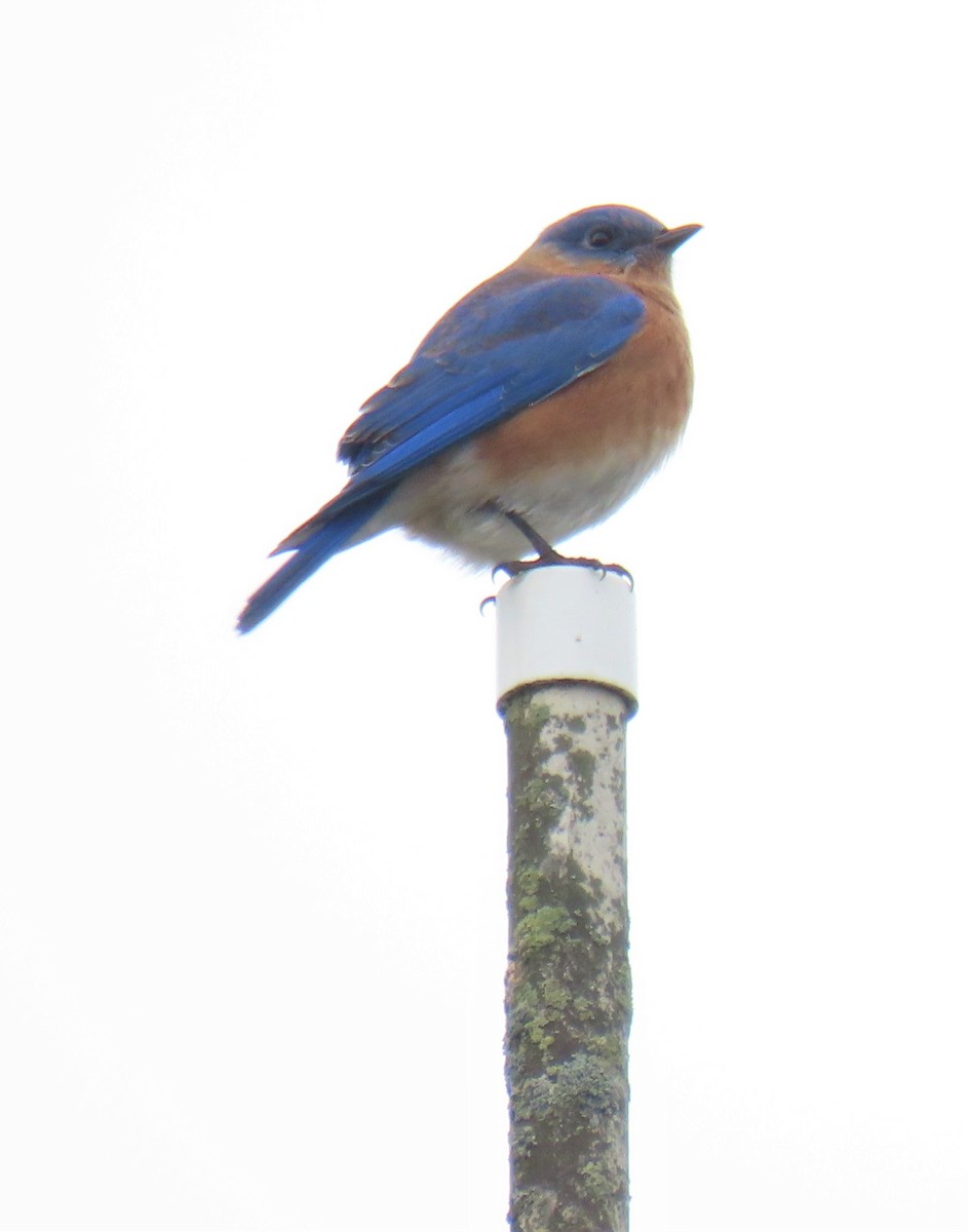 Eastern Bluebird - ML523375101