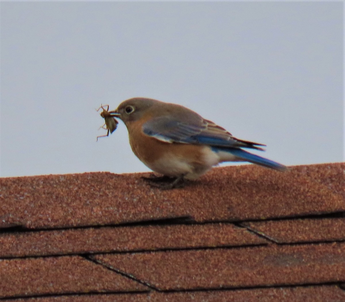 Eastern Bluebird - ML523375181