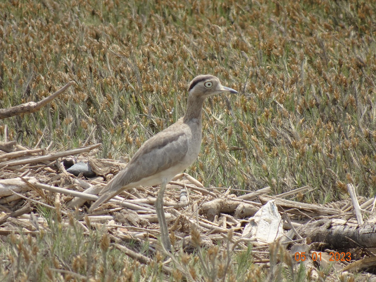 Peruvian Thick-knee - ML523376871