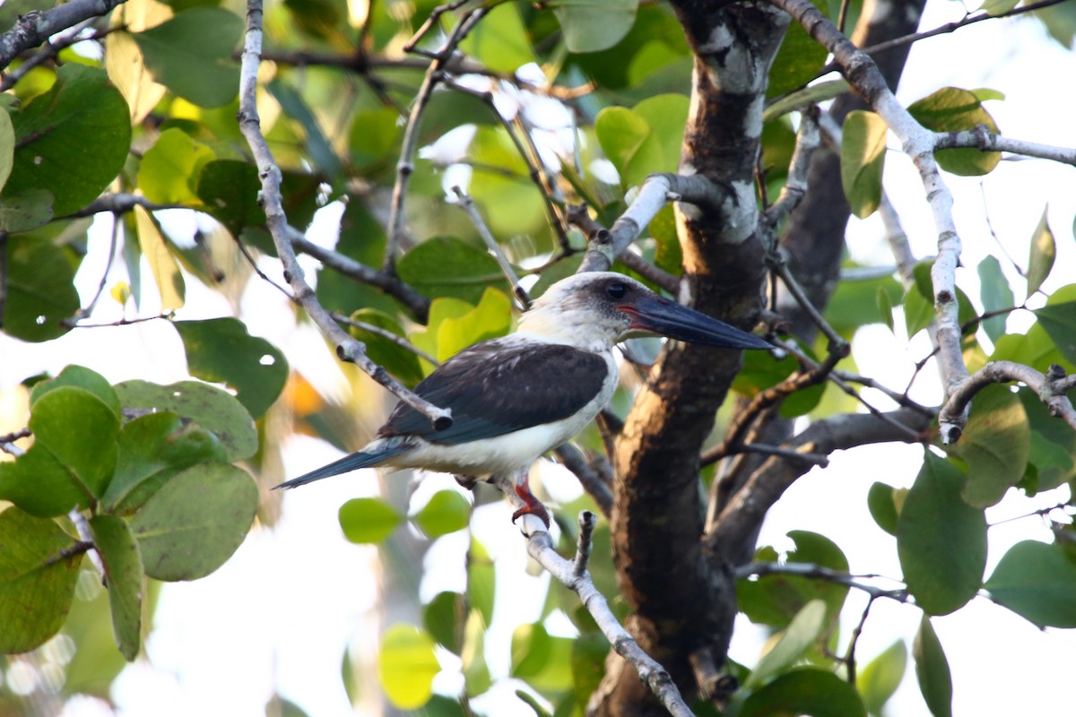 Great-billed Kingfisher - ML523377251