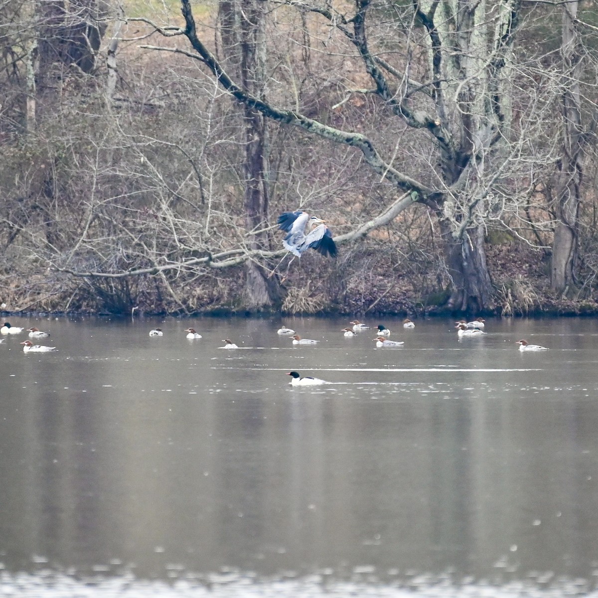 Great Blue Heron (Great Blue) - ML523378061