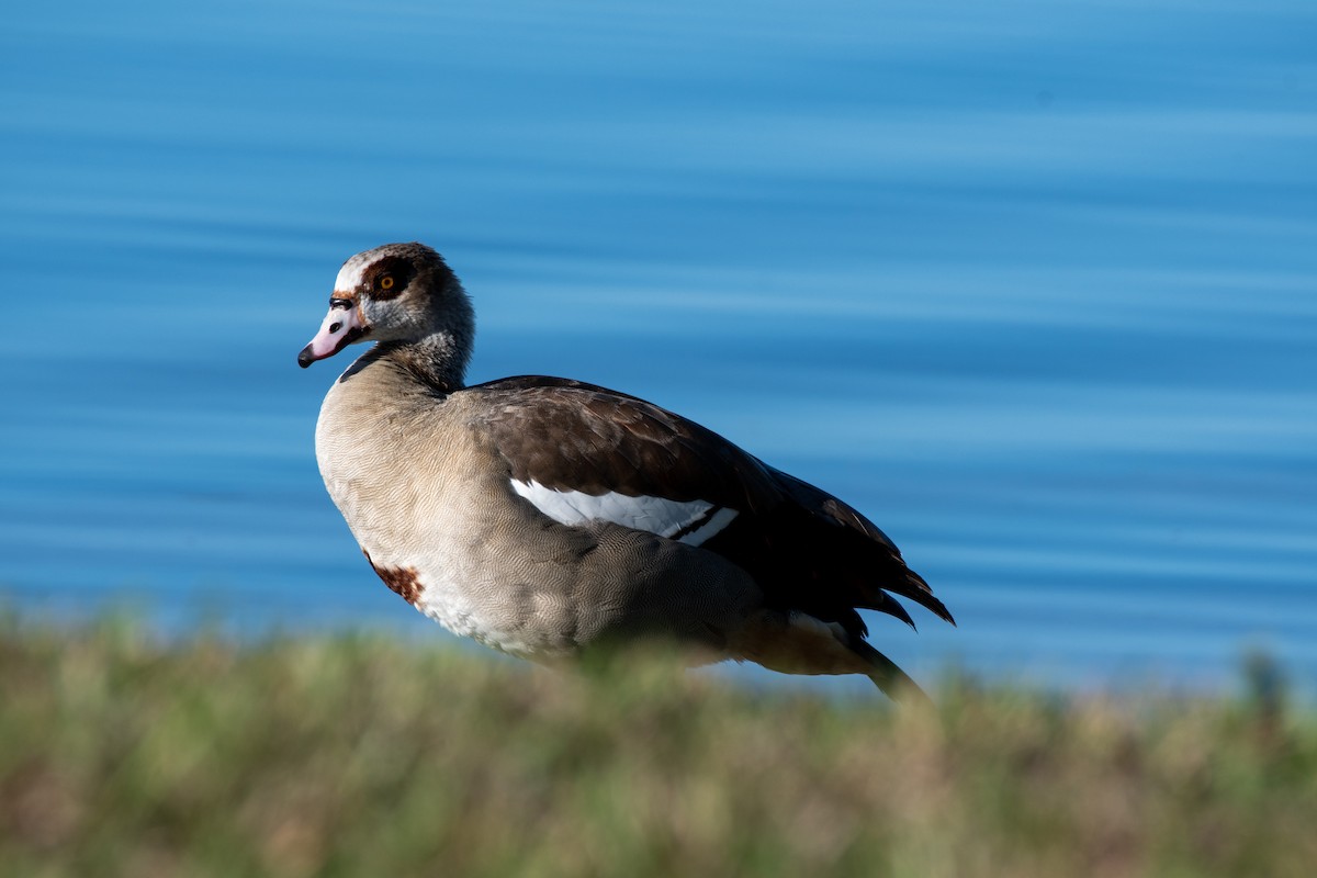 Egyptian Goose - Kevin Hoover