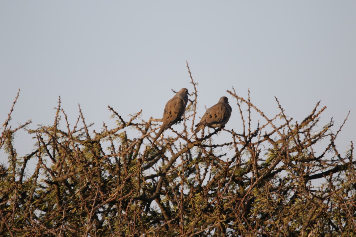 Mourning Dove - ML523378901