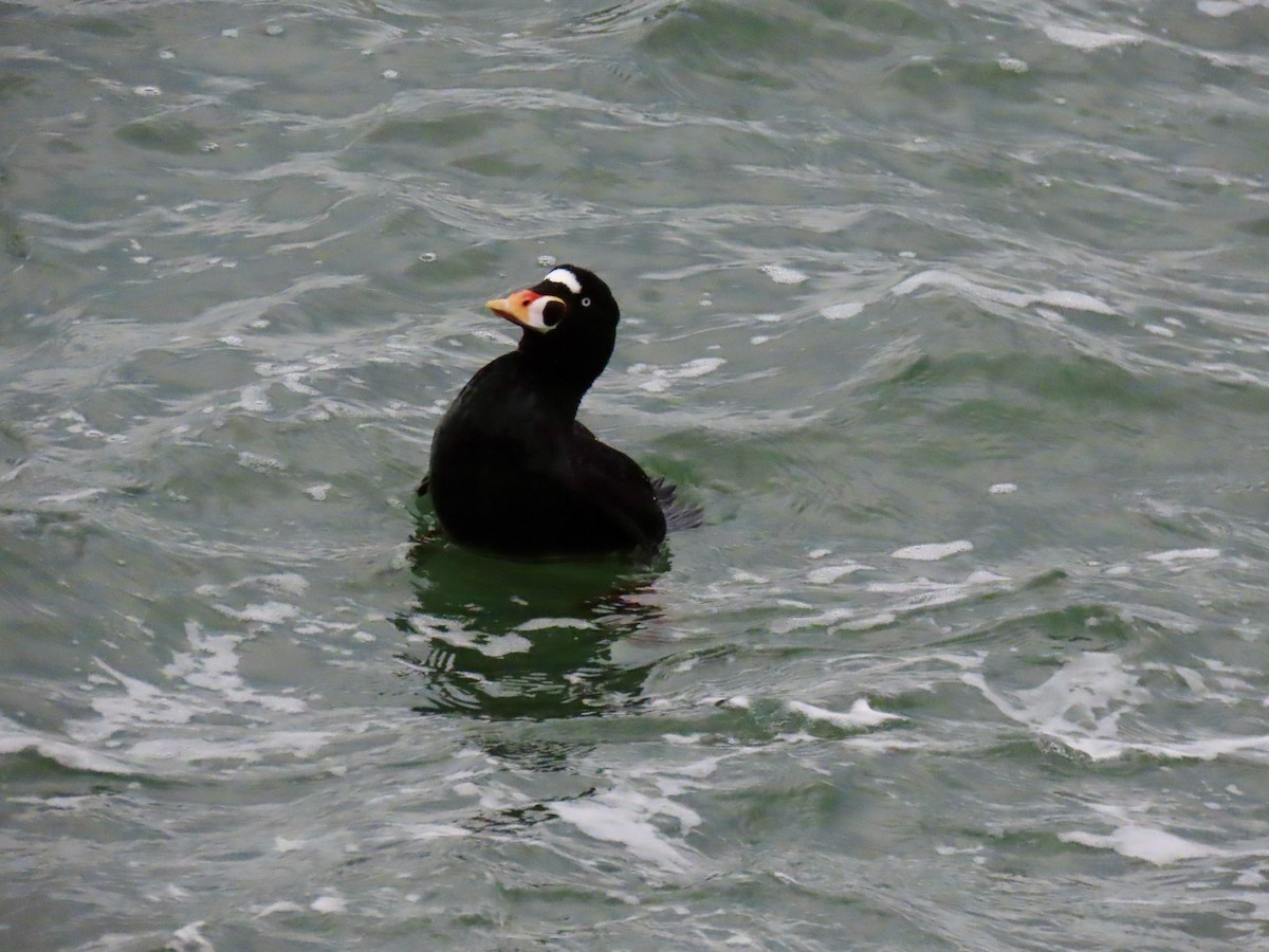 Surf Scoter - ML523380011