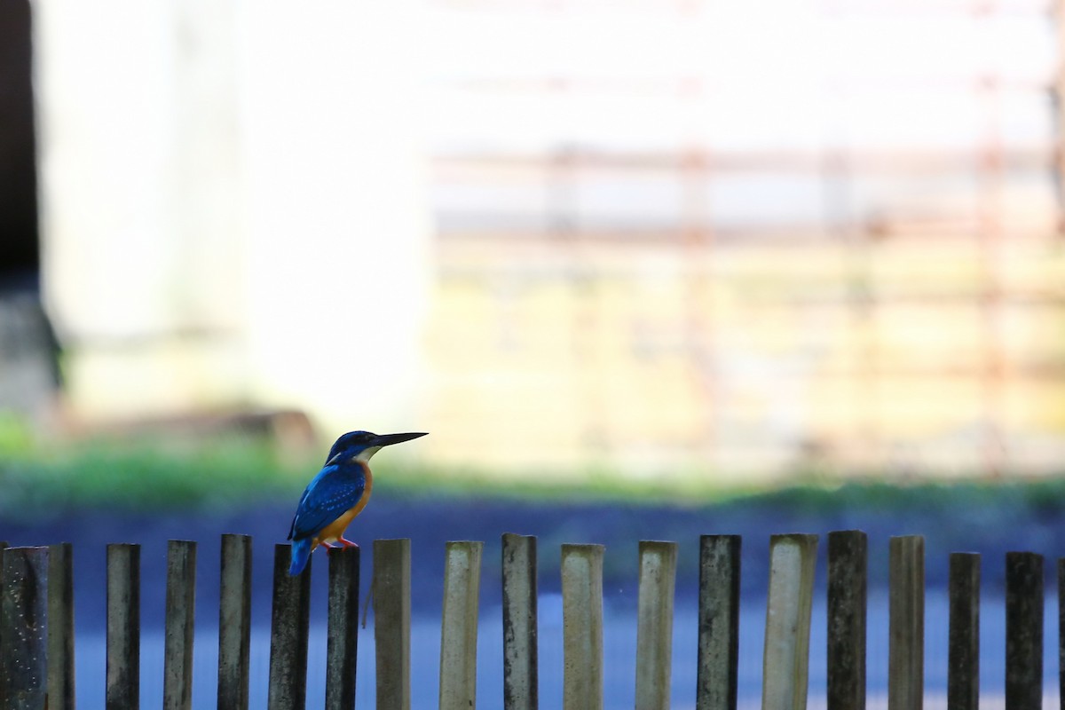 Common Kingfisher (Cobalt-eared) - ML523380021