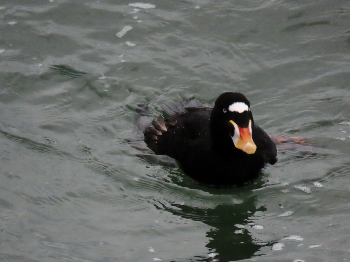 Surf Scoter - ML523380191