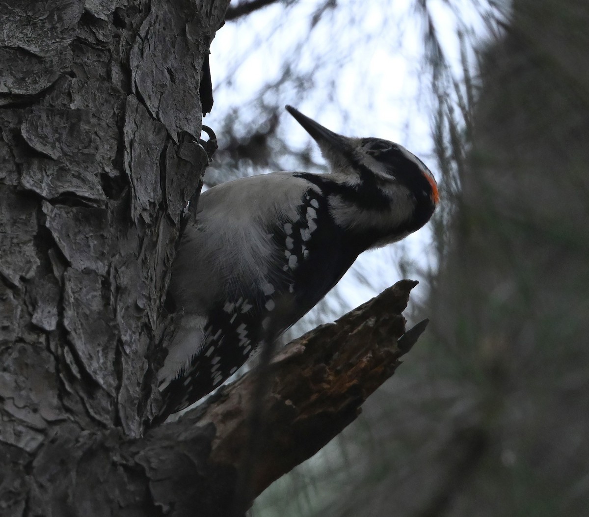 Hairy Woodpecker - ML523381421