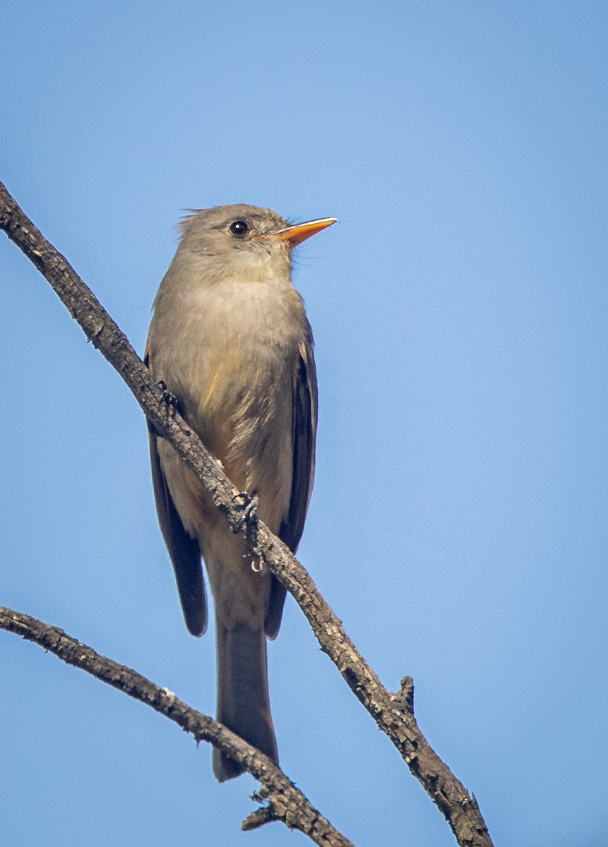 Greater Pewee (Mexican) - ML523381711