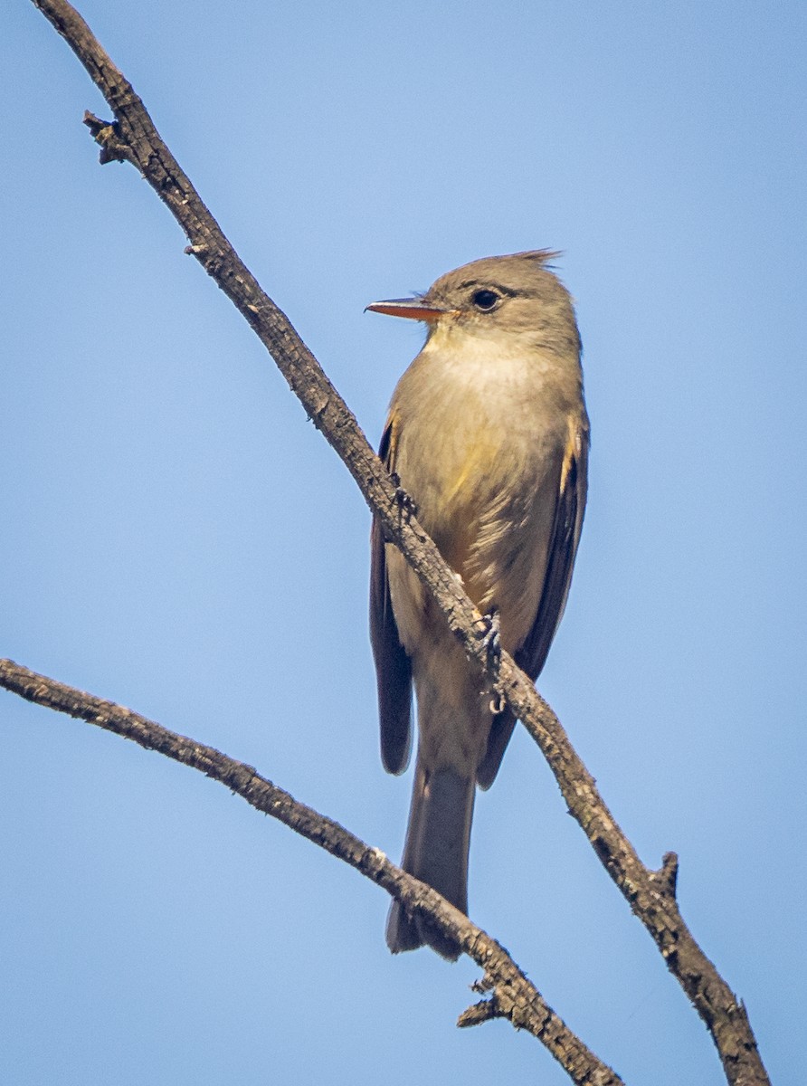 Greater Pewee (Mexican) - ML523381751