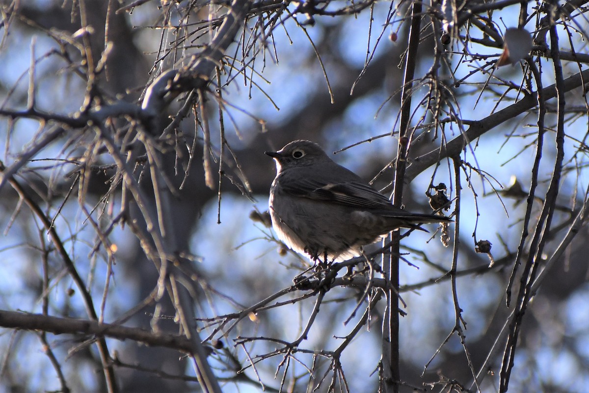Townsend's Solitaire - Tad Lamb