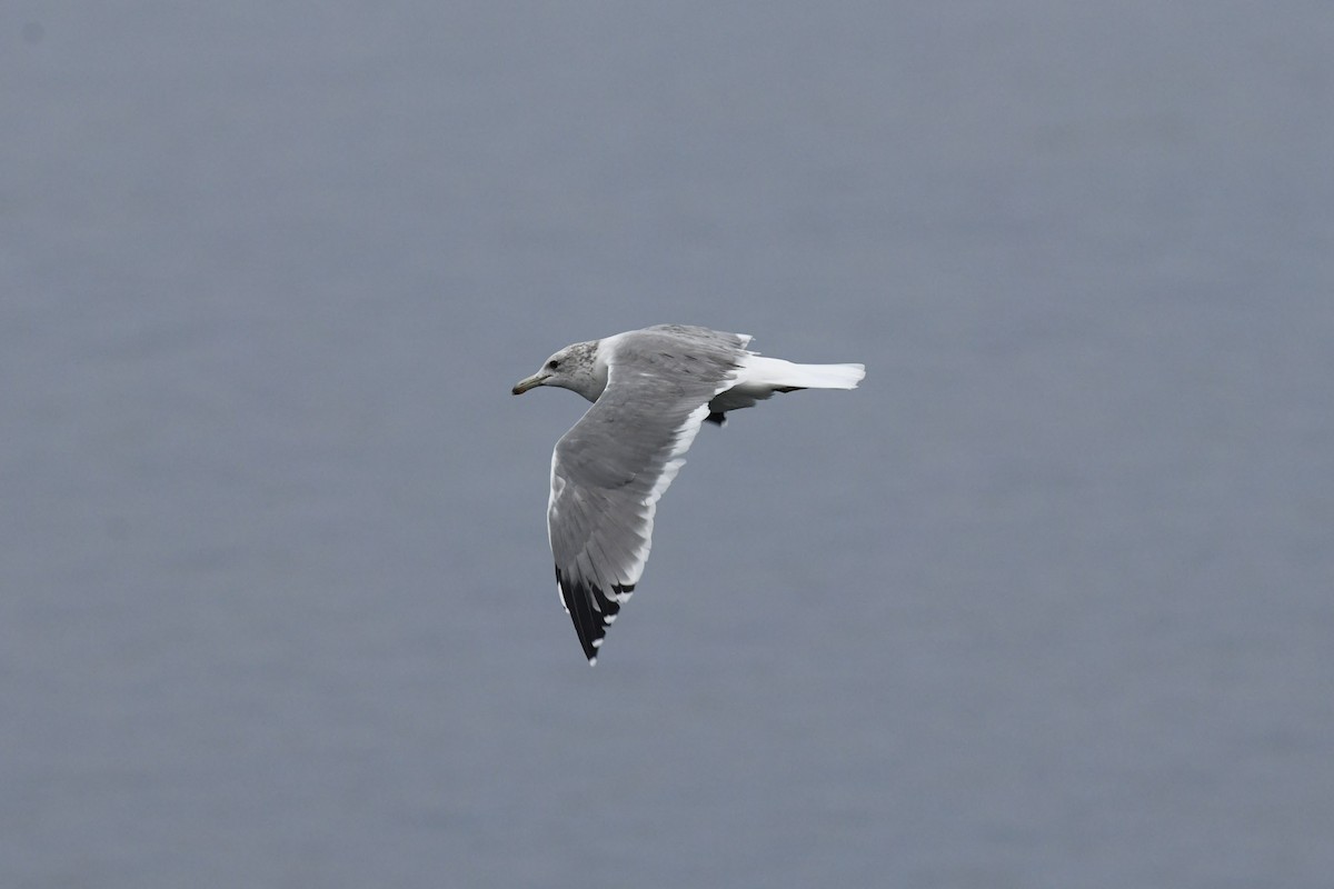 California Gull - ML523381891