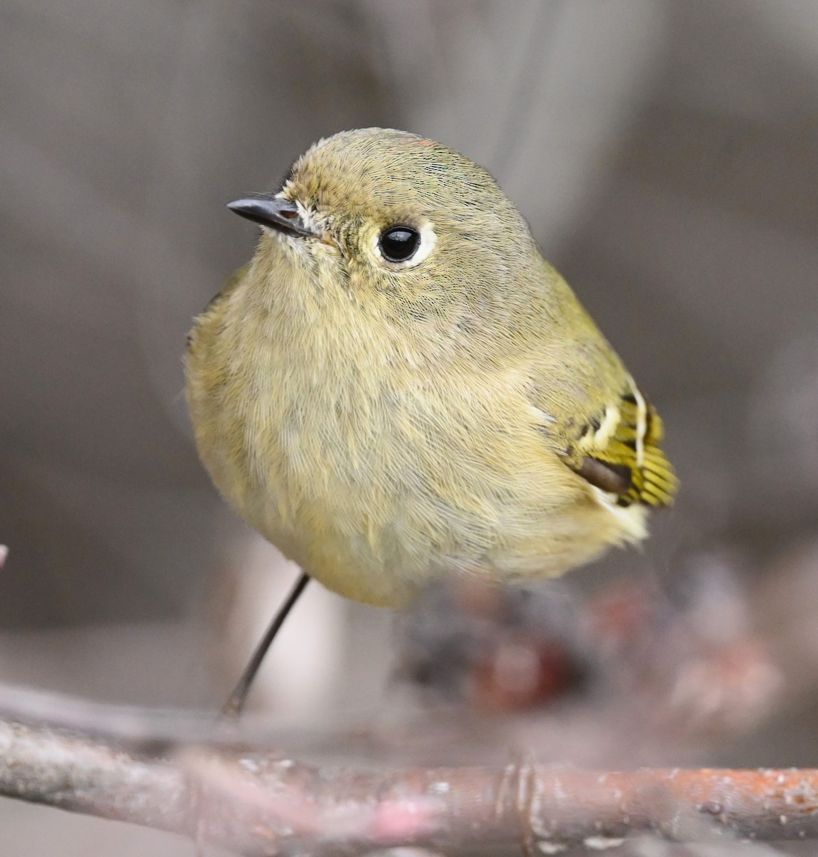 Ruby-crowned Kinglet - ML523381931