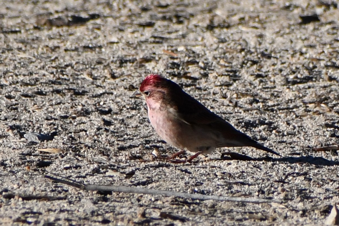 Cassin's Finch - ML523382001
