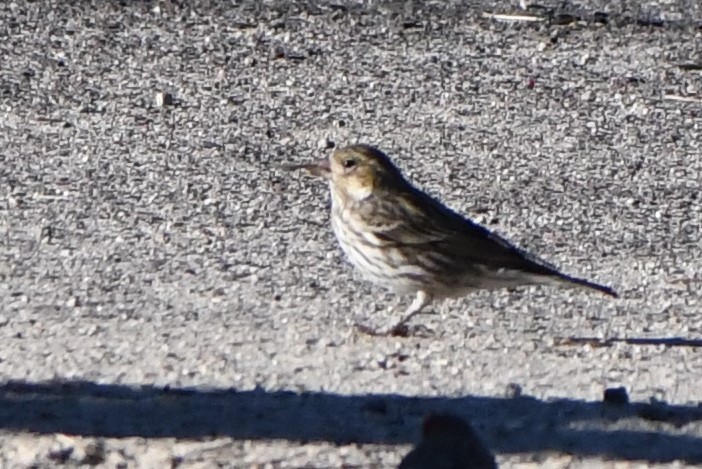 Cassin's Finch - ML523382011