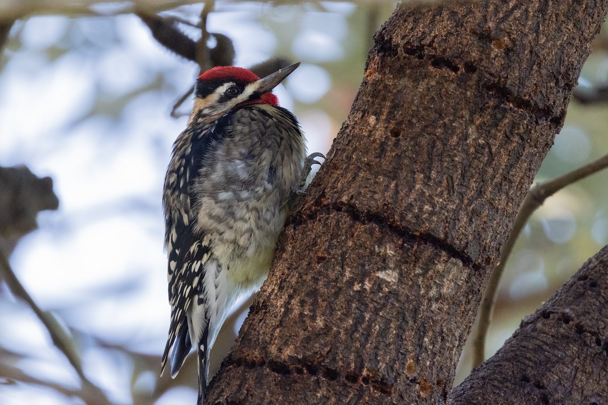 Yellow-bellied Sapsucker - ML523382101